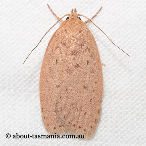 Garrha moderatella, Wingia Group, Oecophoridae, Tasmania, moth