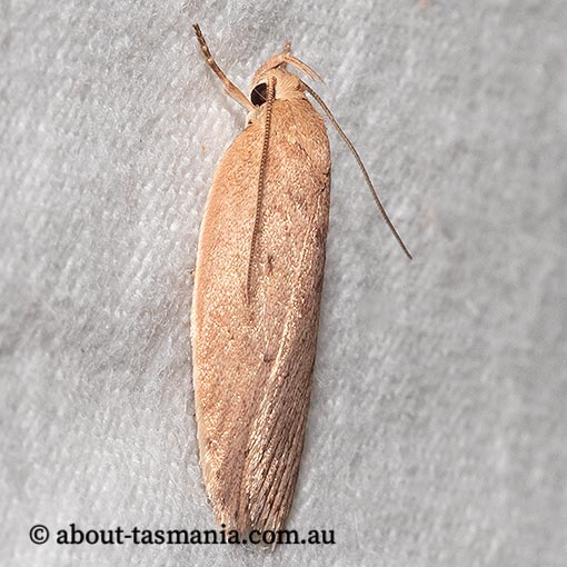 Garrha moderatella, Wingia Group, Oecophoridae, Tasmania, moth