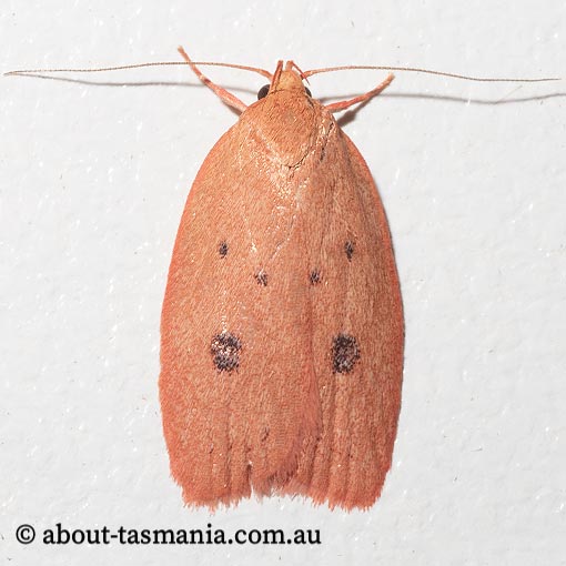 Garrha pudica, Wingia Group, Oecophoridae, Tasmania, moth
