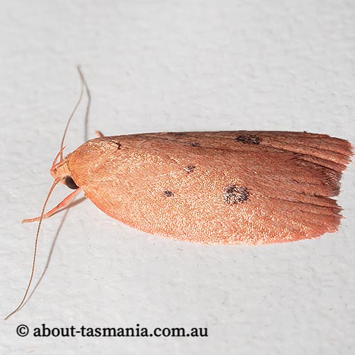 Garrha pudica, Wingia Group, Oecophoridae, Tasmania, moth