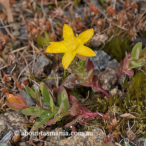 Hypericum japonicum, Japanese St. Johns Wort, Tasmania