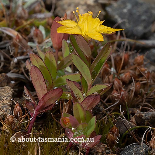 Hypericum japonicum, Japanese St. Johns Wort, Tasmania