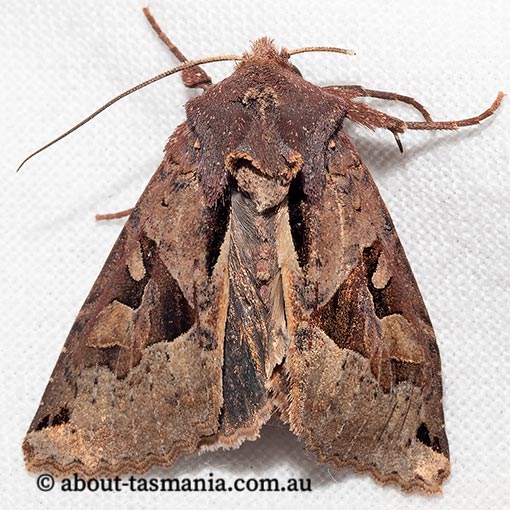 Neumichtis signata, Noctuidae, Tasmania, moth
