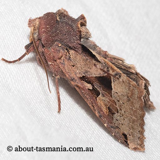 Neumichtis signata, Noctuidae, Tasmania, moth