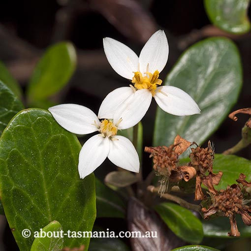 Olearia tasmanica, endemic plant, Tasmania