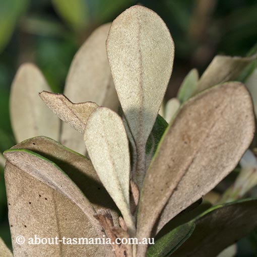 Olearia tasmanica, endemic plant, Tasmania