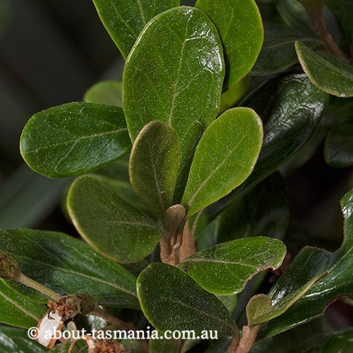 Olearia tasmanica, endemic plant, Tasmania