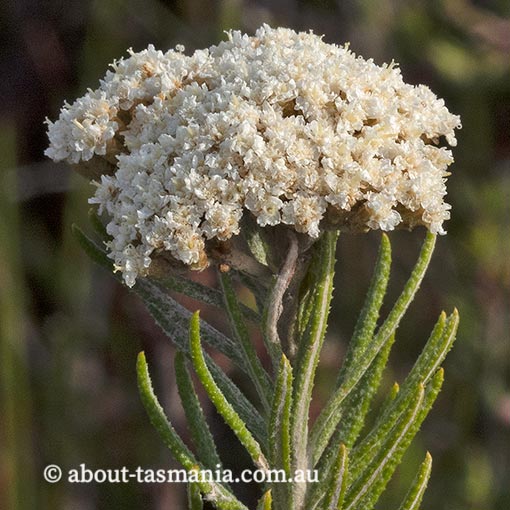 Ozothamnus rosmarinifolius, endemic, Tasmania