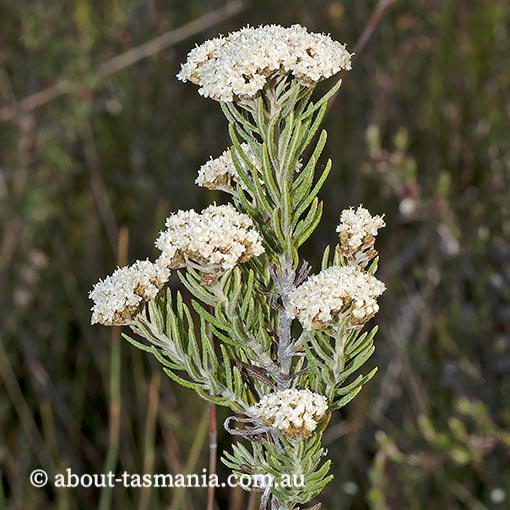 Ozothamnus rosmarinifolius, endemic, Tasmania