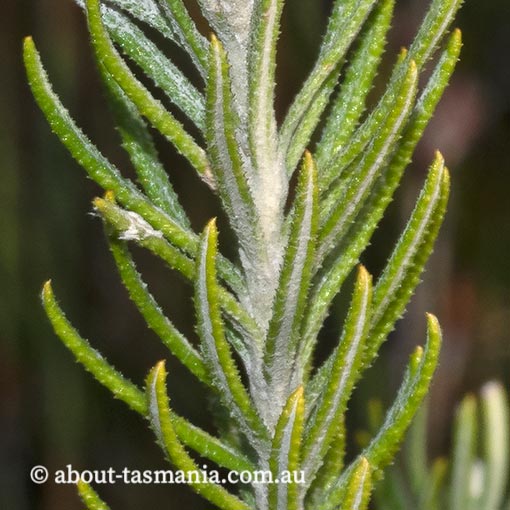 Ozothamnus rosmarinifolius, endemic, Tasmania