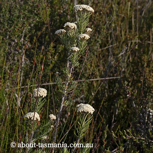 Ozothamnus rosmarinifolius, endemic, Tasmania