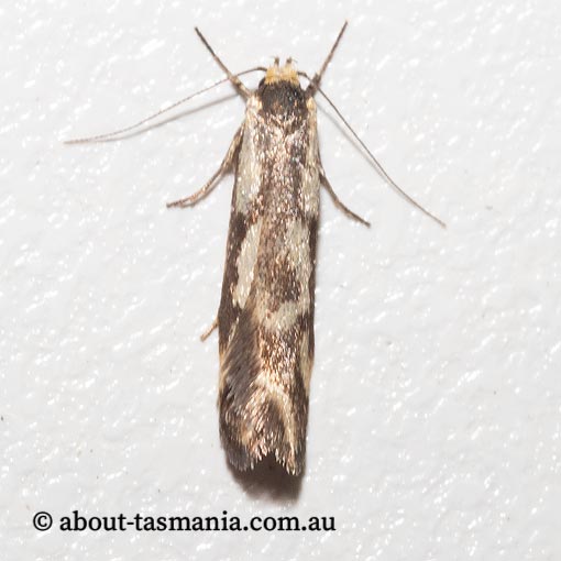 Palimmeces variegata, Philobota Group, Oecophoridae, Tasmania, moth