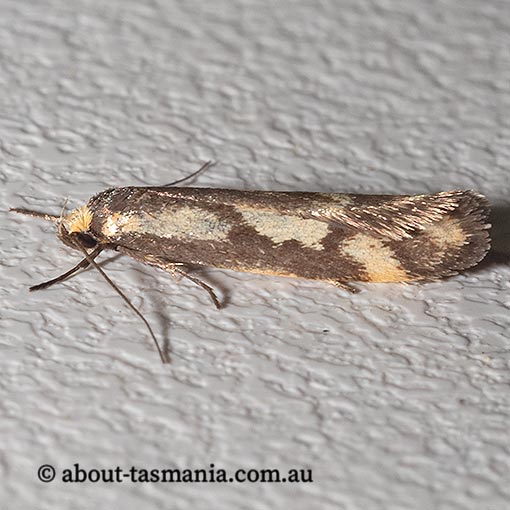 Palimmeces variegata, Philobota Group, Oecophoridae, Tasmania, moth