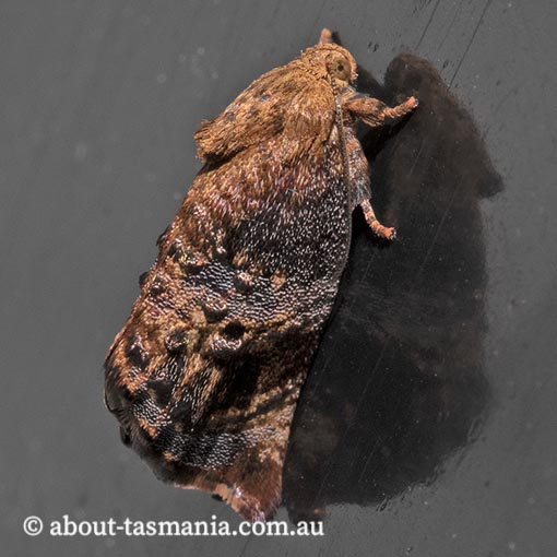Peritropha oligodrachma, Hypertrophidae, Tasmania, moth