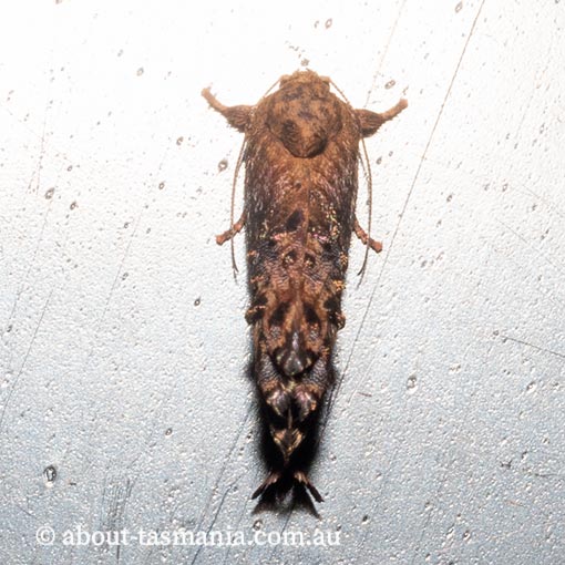 Peritropha oligodrachma, Hypertrophidae, Tasmania, moth