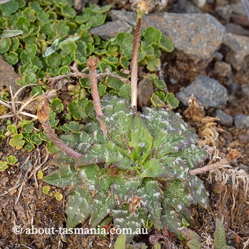 Plantago paradoxa, endemic plant, Tasmania