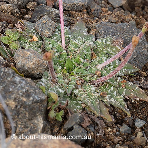 Plantago paradoxa, endemic plant, Tasmania