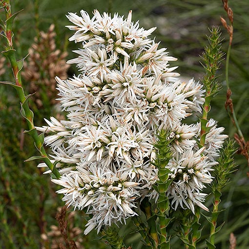 Sprengelia propinqua, endemic, Tasmania