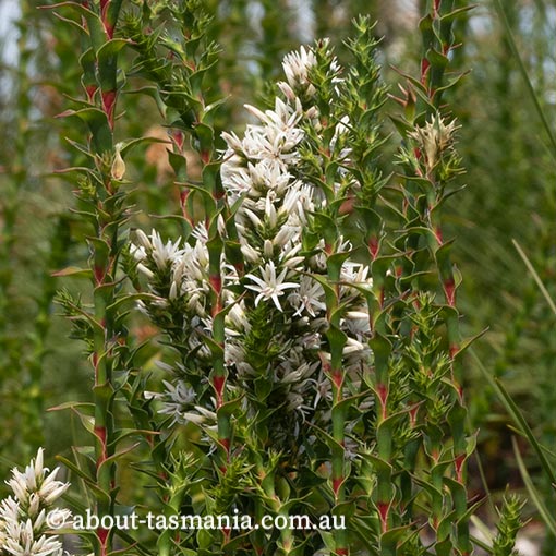 Sprengelia propinqua, endemic, Tasmania