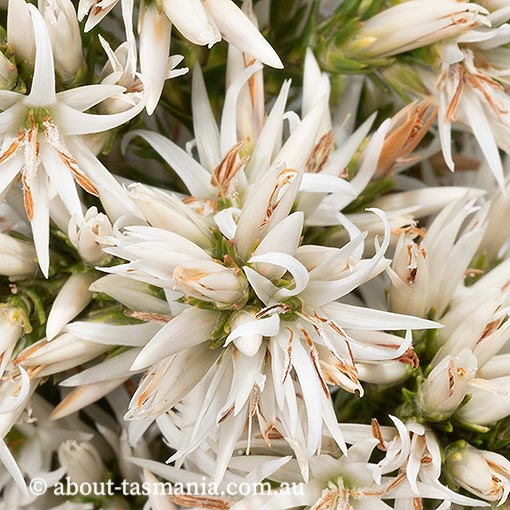 Sprengelia propinqua, endemic, Tasmania