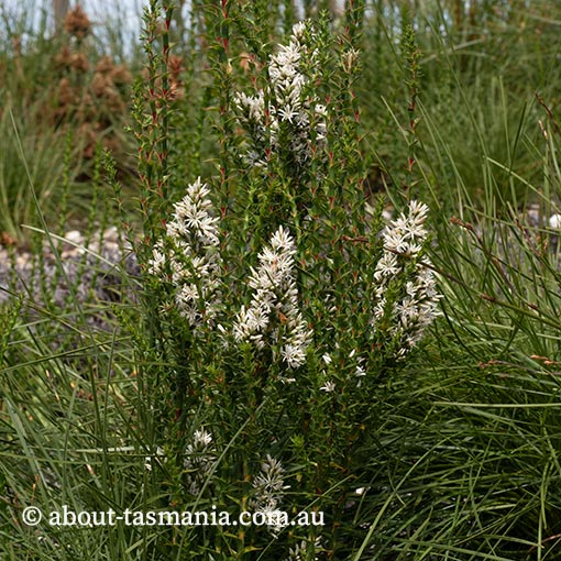 Sprengelia propinqua, endemic, Tasmania
