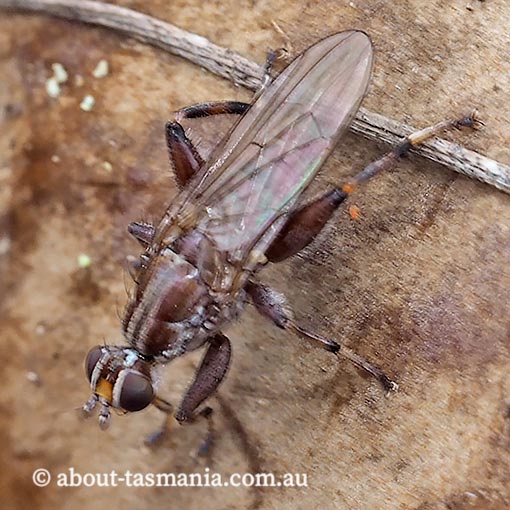 Tapeigaster nigricornis, Heteromyzidae, Tasmania