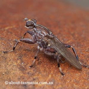 Tapeigaster nigricornis