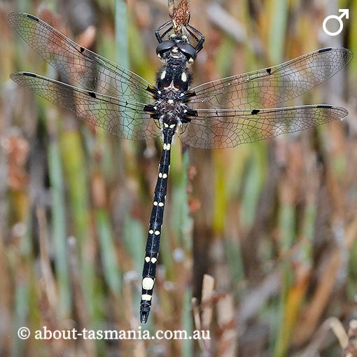 Tasmanian Spotwing, Synthemiopsis gomphomacromioides, dragonfly, Tasmania