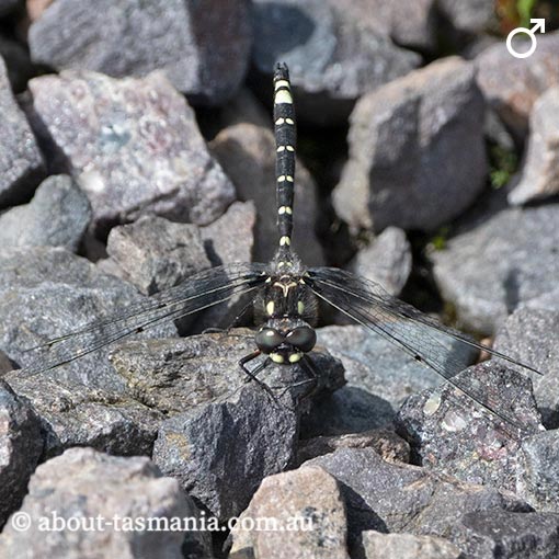 Tasmanian Spotwing, Synthemiopsis gomphomacromioides, dragonfly, Tasmania