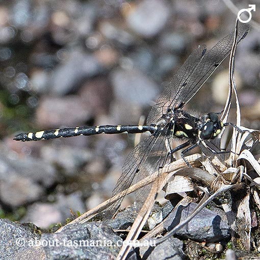 Tasmanian Spotwing, Synthemiopsis gomphomacromioides, dragonfly, Tasmania