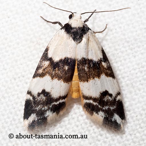 Thallarcha albicollis, Arctiidae, Tasmania, moth