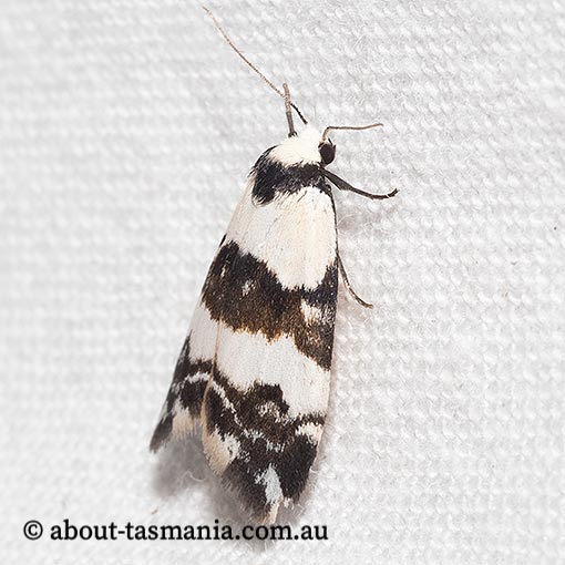 Thallarcha albicollis, Arctiidae, Tasmania, moth