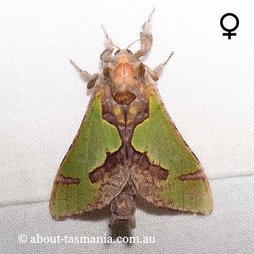Aenetus moorei, Hepialidae, Tasmania, moth