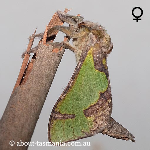 Aenetus moorei, Hepialidae, Tasmania, moth