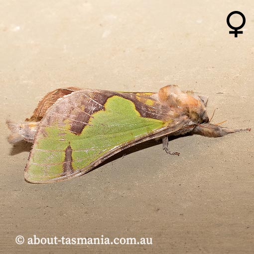 Aenetus moorei, Hepialidae, Tasmania, moth