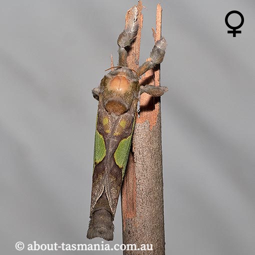 Aenetus moorei, Hepialidae, Tasmania, moth