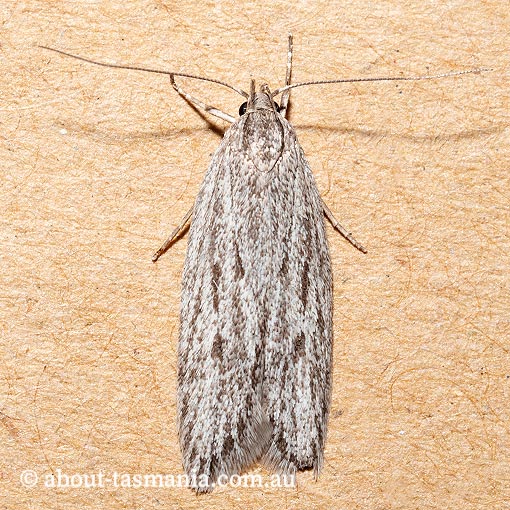 Anomozancla scopariella, Oecophoridae, Tasmania, moth