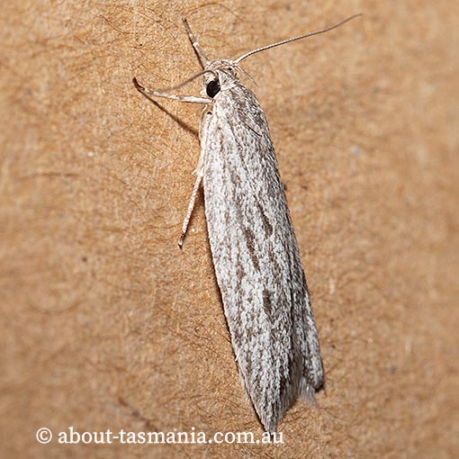 Anomozancla scopariella, Oecophoridae, Tasmania, moth