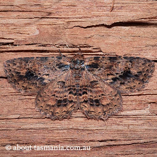 Artigisa melanephele, Erebidae, Tasmania, moth