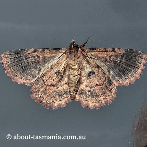Artigisa melanephele, Erebidae, Tasmania, moth