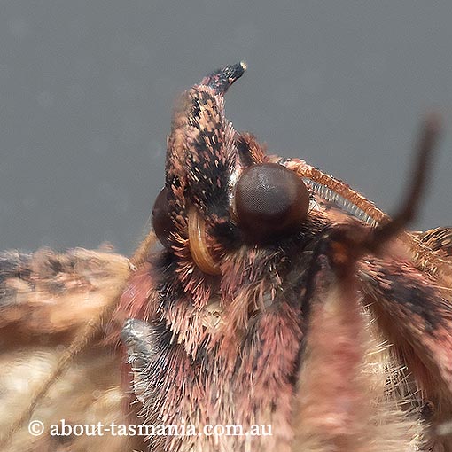 Artigisa melanephele, Erebidae, Tasmania, moth