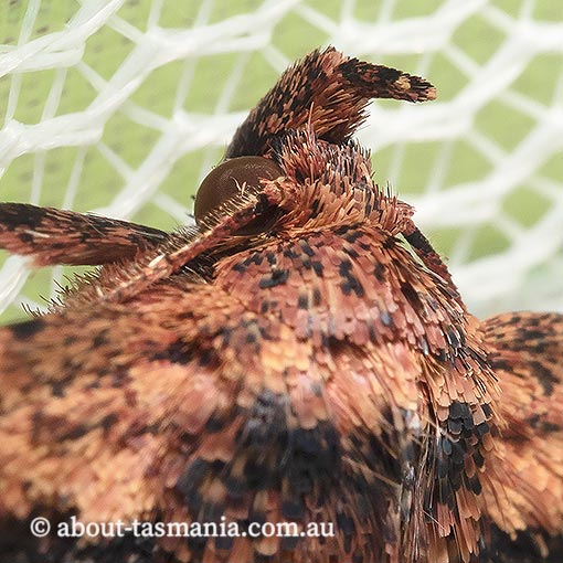 Artigisa melanephele, Erebidae, Tasmania, moth