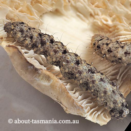 Artigisa melanephele, Erebidae, Tasmania, moth