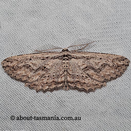 Cleora nesiotis, Geometridae, Tasmania, moth