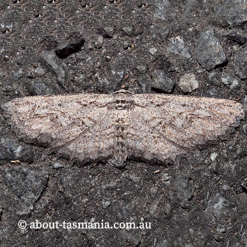 Cleora nesiotis, Geometridae, Tasmania, moth