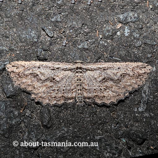 Cleora nesiotis, Geometridae, Tasmania, moth