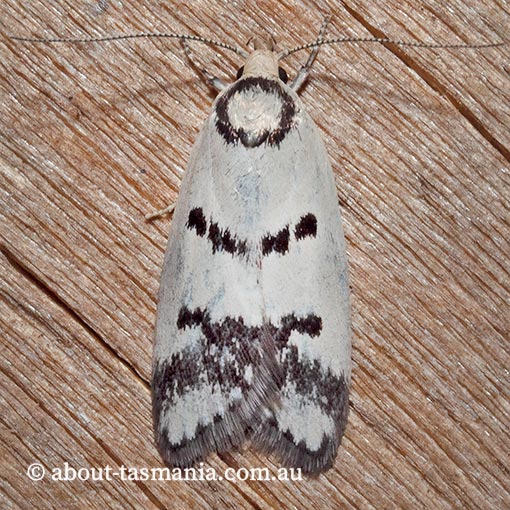 Compsotropha selenias, Oecophoridae, Tasmania, moth