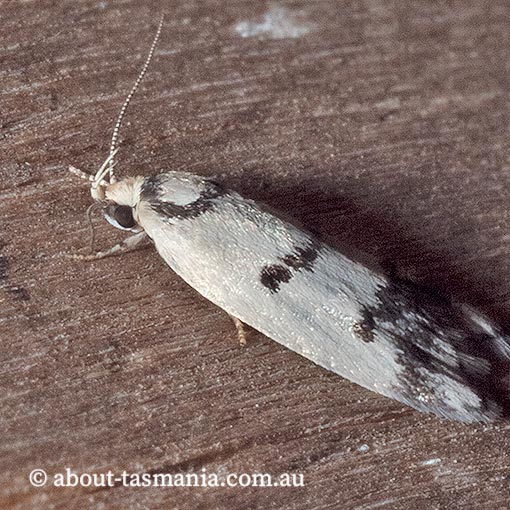 Compsotropha selenias, Oecophoridae, Tasmania, moth
