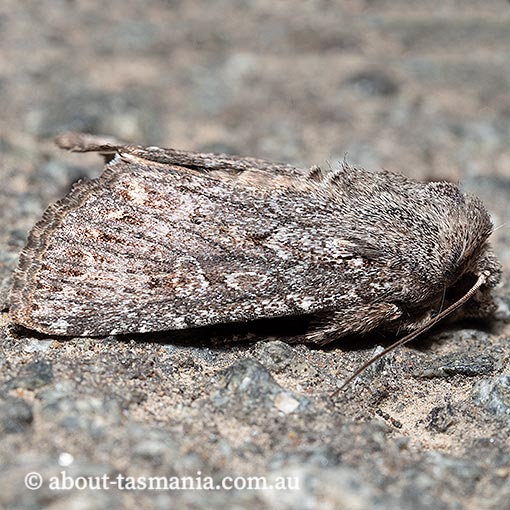 Dasygaster melambaphes, Noctuidae, Tasmania, moth