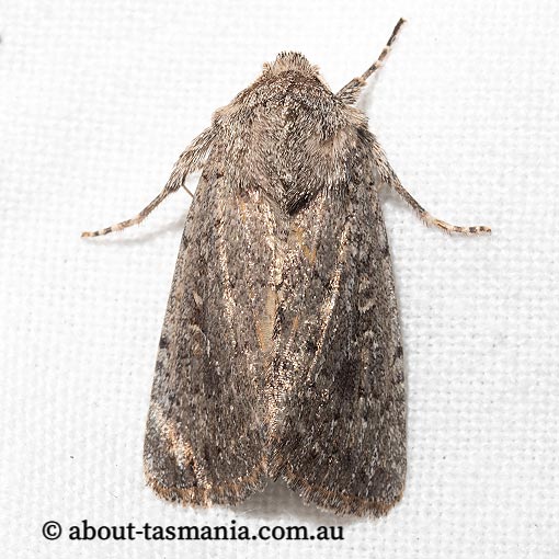 Dasygaster melambaphes, Noctuidae, Tasmania, moth